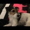 jackrussell33 jackrussell33